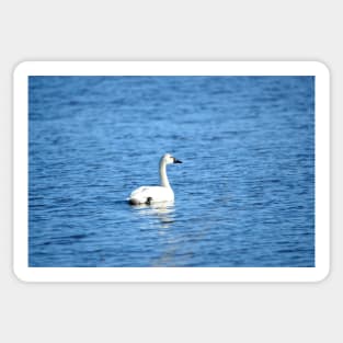 Tundra Swan at Malheur NWR Sticker